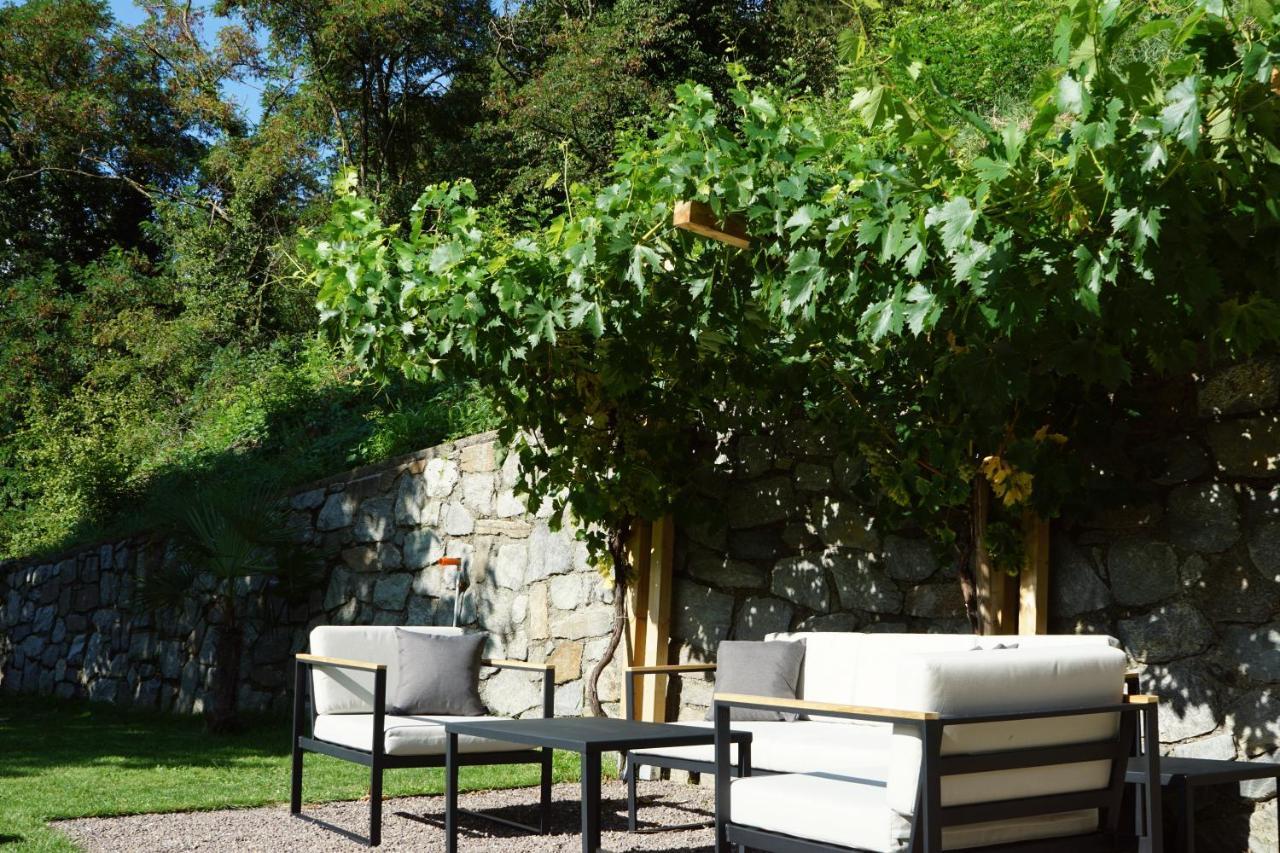 Vitis * Rifiano